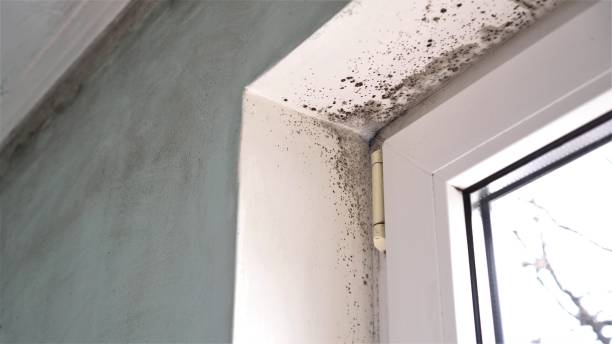 Best Professional Mold Removal  in Clifton, AZ
