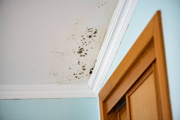 Best Toxic Mold Removal  in Clifton, AZ