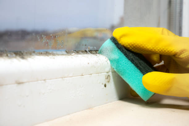 Best Mold Damage Repair  in Clifton, AZ
