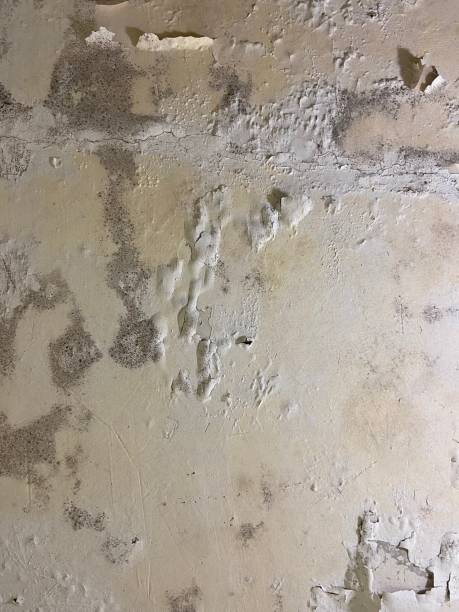 Best Local Mold Removal Service  in Clifton, AZ