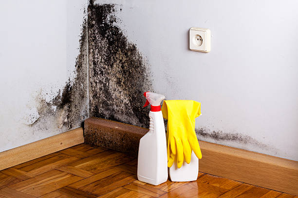 Best Fast Mold Removal  in Clifton, AZ