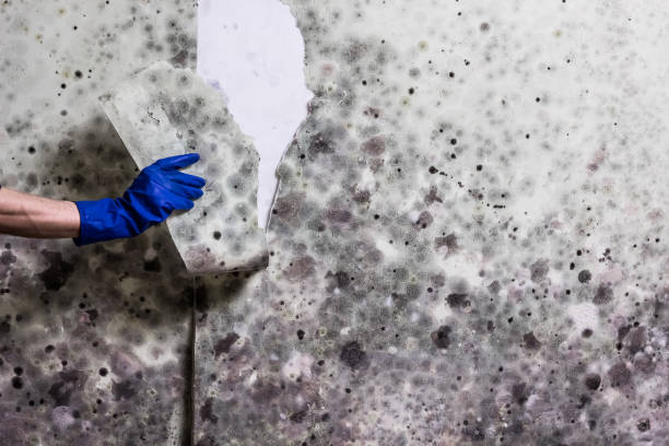 Best Mold Testing  in Clifton, AZ