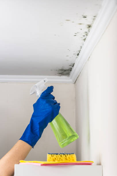Reliable Clifton, AZ Mold Removal Solutions