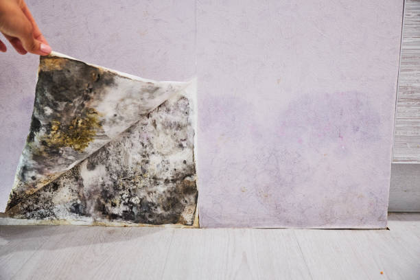 Best Mold Removal Near Me  in Clifton, AZ